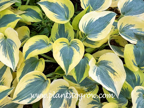 Hosta Autumn Frost
